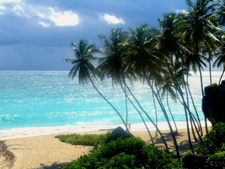 several palm trees on the beach under a cloudy sky