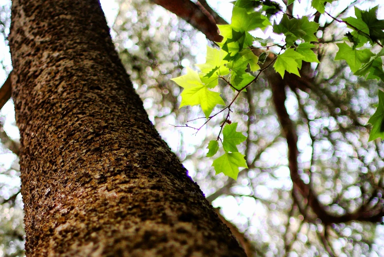 a view from beneath of a tree