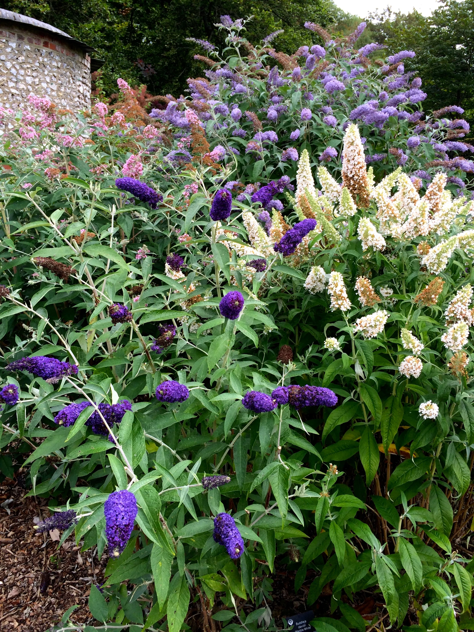 a field with purple and white flowers in the foreground