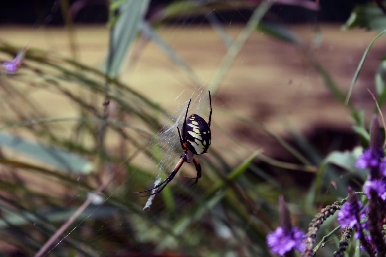 a spider is sitting on its web in the middle of some grass