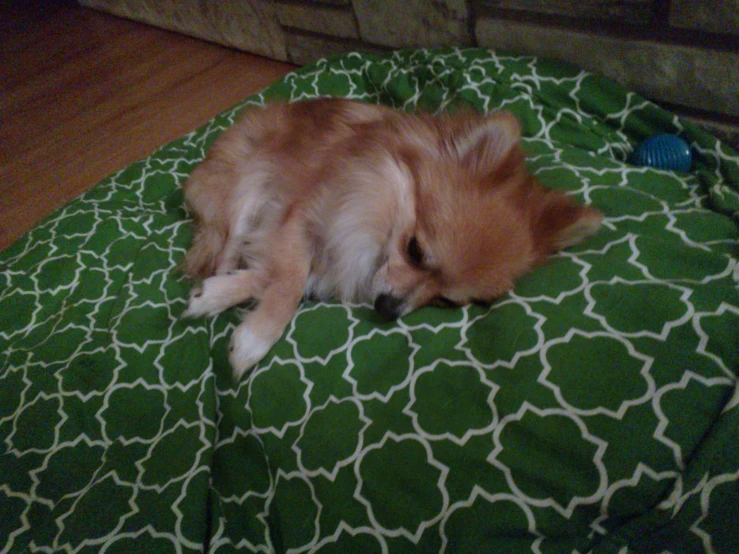 a small dog lying on top of a green blanket