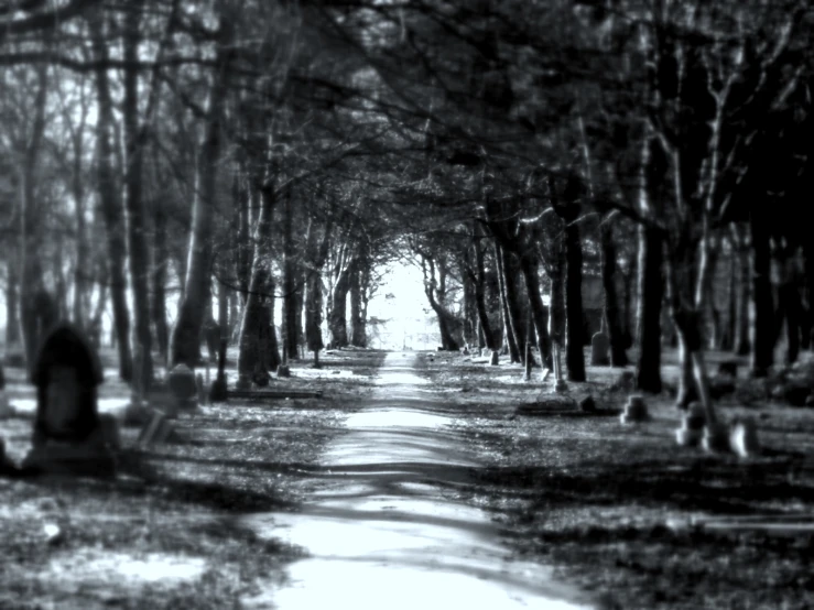 black and white pograph of trees lining a tree lined road