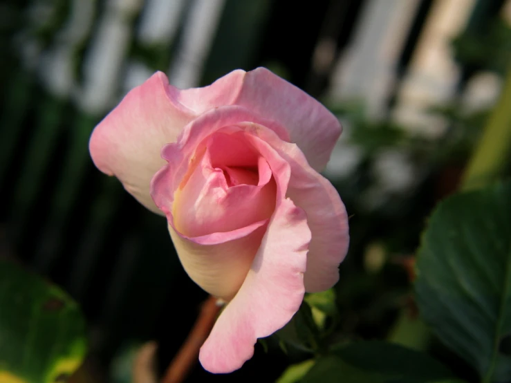 a close up of a pink rose bud in a plant