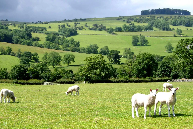 five white sheep grazing in the grass together