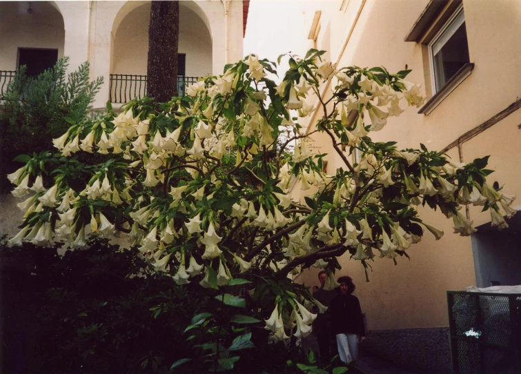 the plant is white with flowers on it