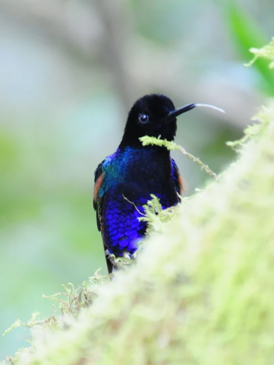 small purple bird sitting on top of a green tree