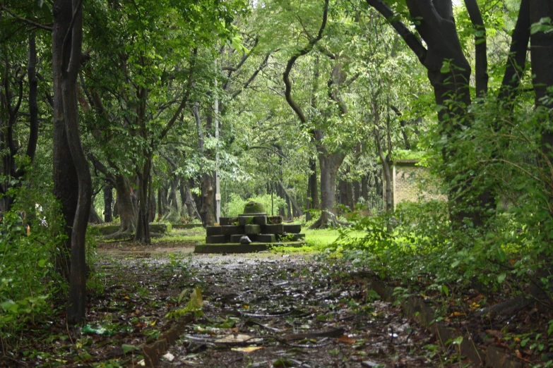 a park bench surrounded by many trees and shrubbery