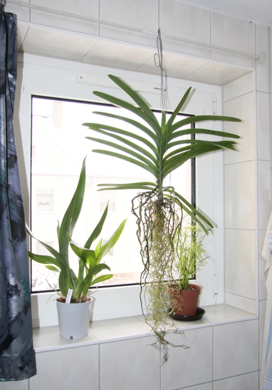 a window seat with two plants and another plant by the window