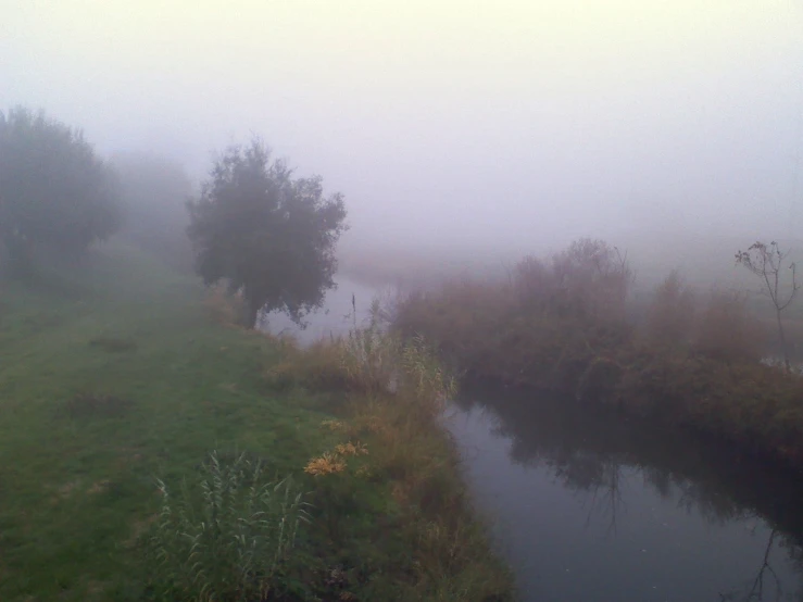 foggy river scene with trees and grass