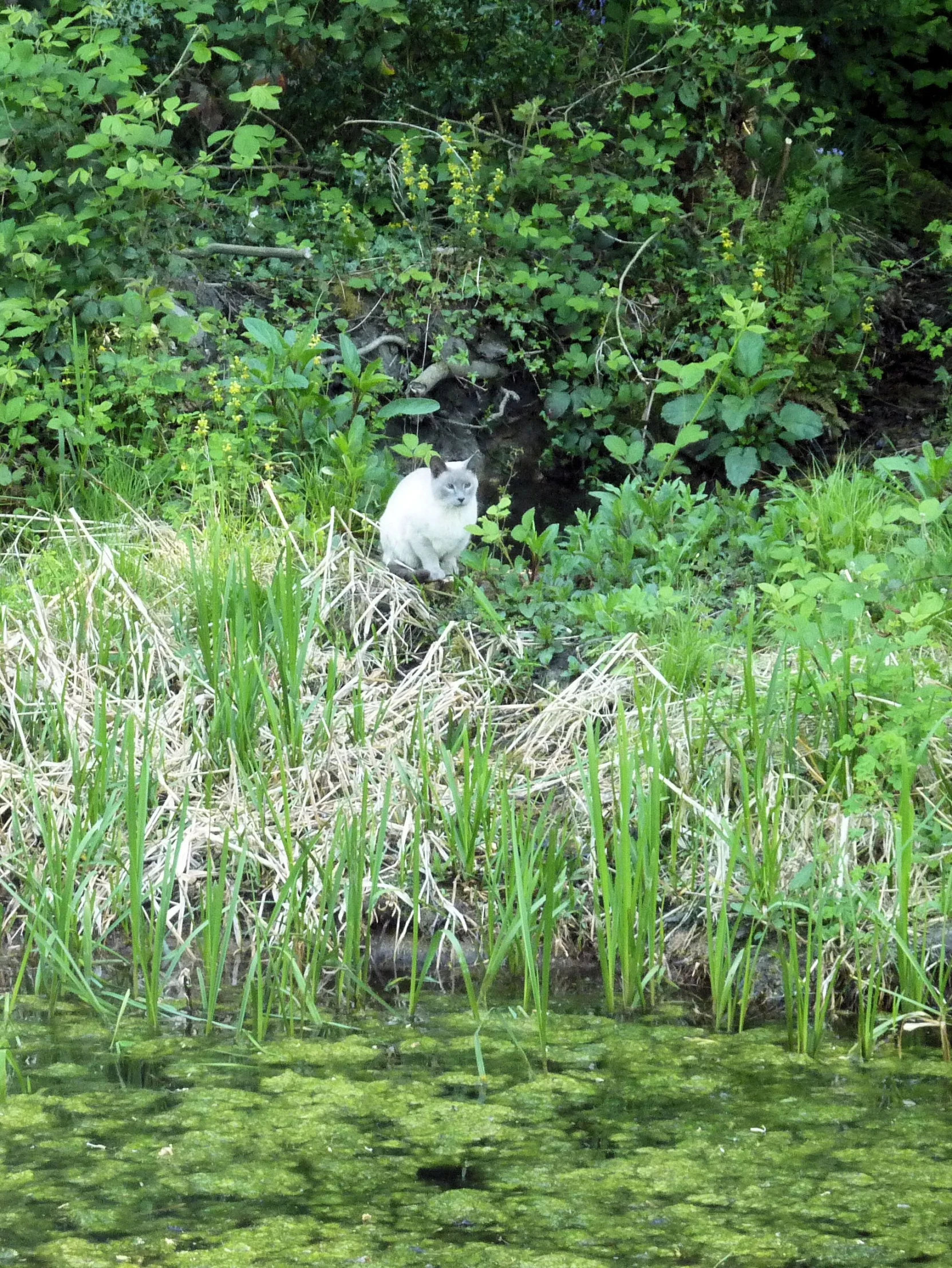 a white cat is sitting on the bank of the river