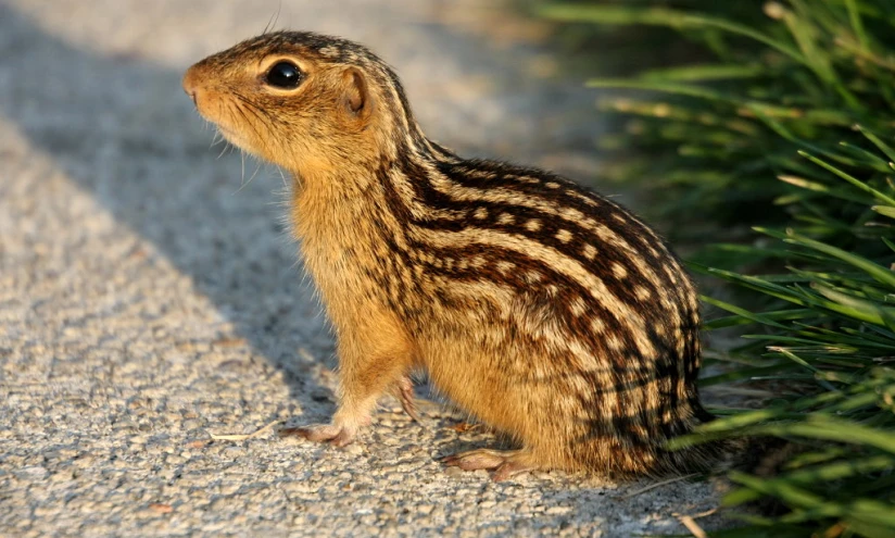 a chippy brown animal standing on top of a sandy ground