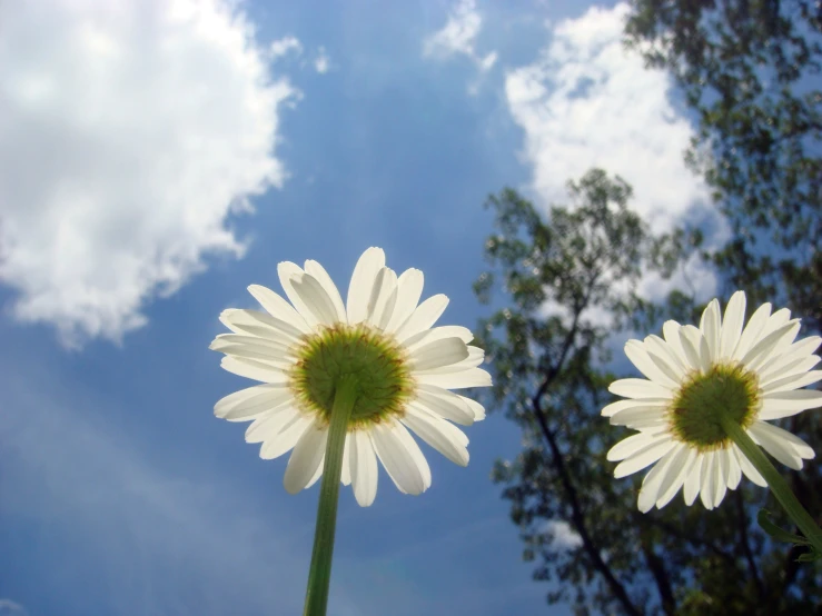 two white daisies with a blue sky and green trees in the background