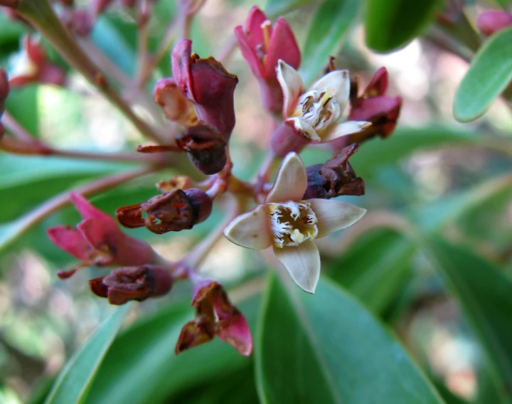 a small tree with red and white flowers on it