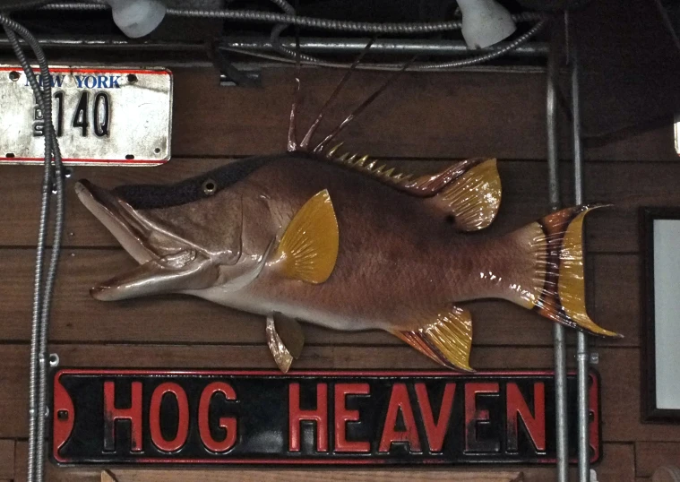 a hog heaven fish hanging from the ceiling