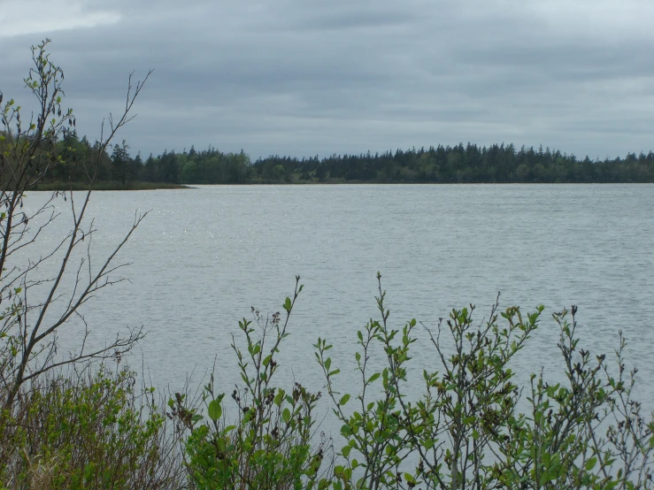 a lake is surrounded by the woods, a few feet away