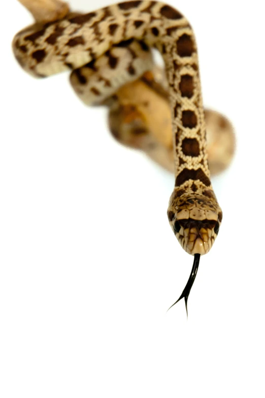 a close up of a snake in the air