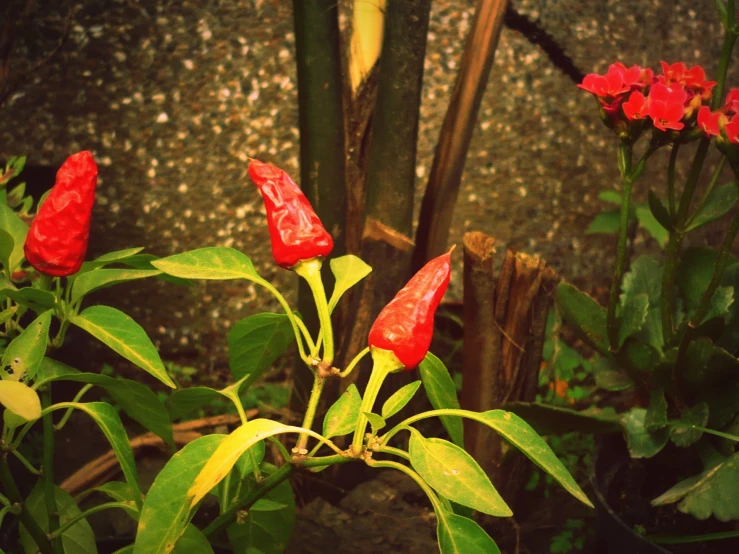 some red flowers growing in the dirt next to some leaves