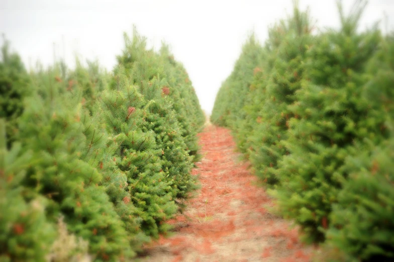 a row of trees in rows of rows