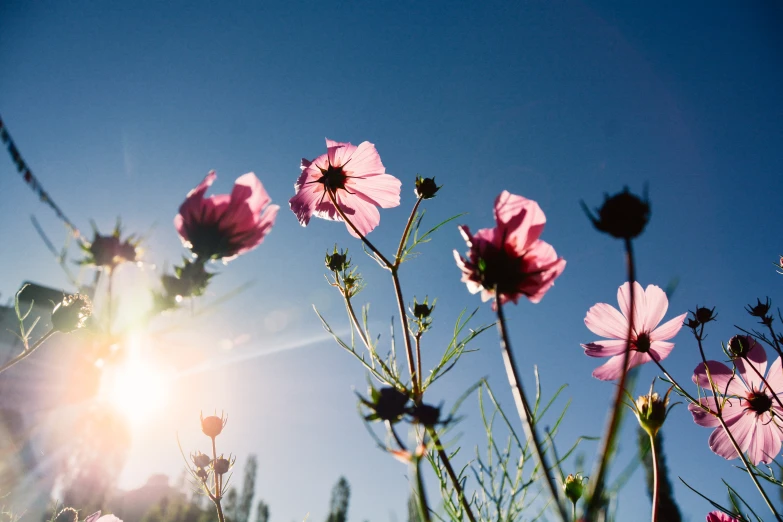 a group of flowers growing on top of grass