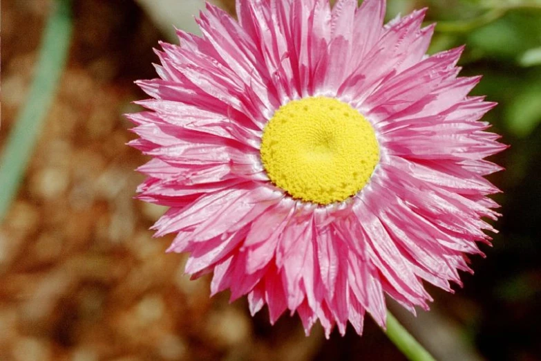 a pink and white flower that is next to a plant