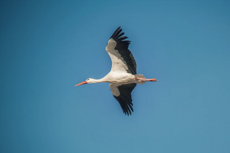 a large bird flying in the clear blue sky