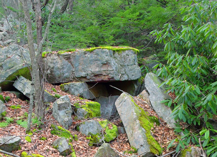 a large piece of rock is growing on top of it