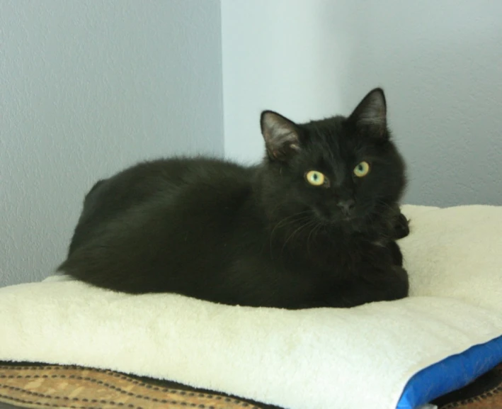 black cat laying on top of a dog bed