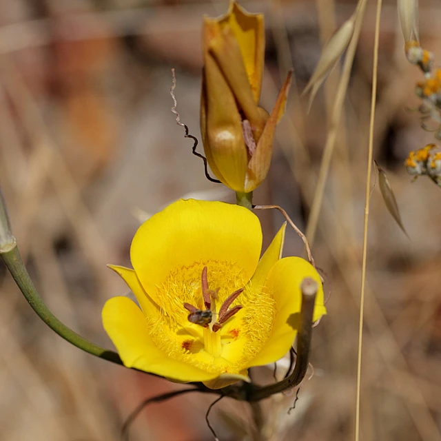 a close up of two flowers on a plant