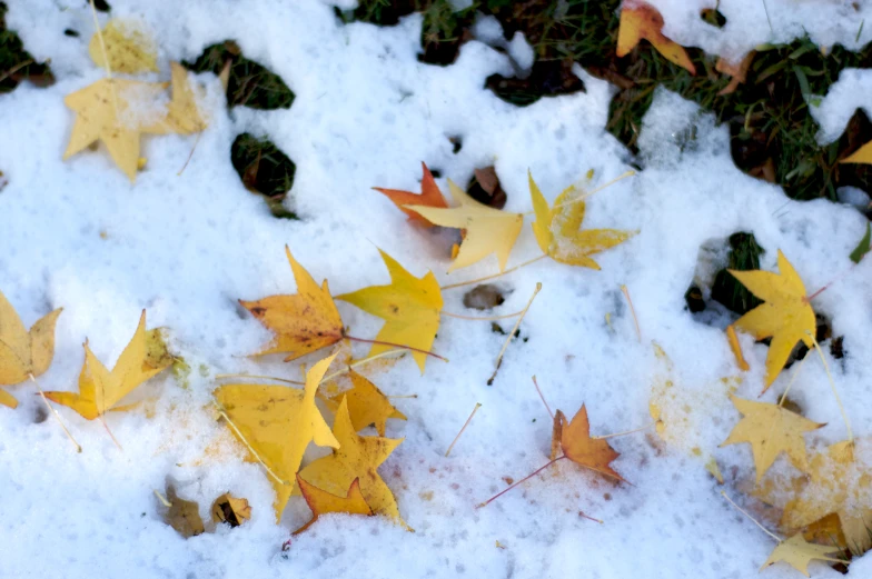 some very pretty yellow leaves in the snow