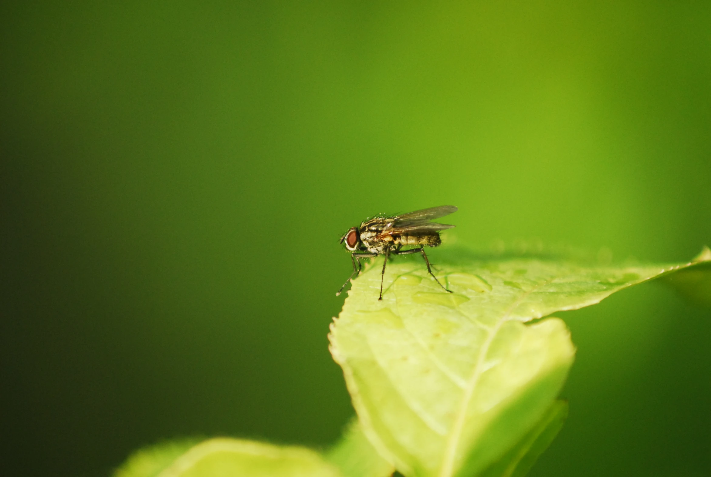 flies in the air over a leaf and grass