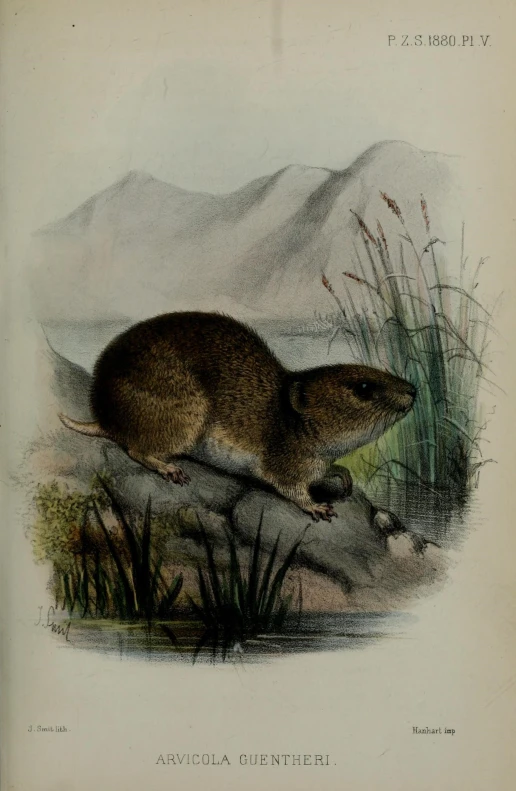 an antique print depicting a mouse on the ground