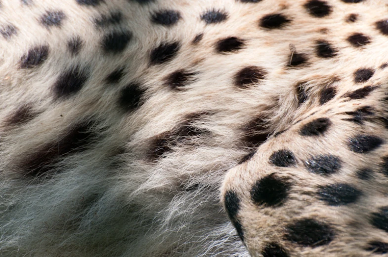 the cheetah is curled up in his spots