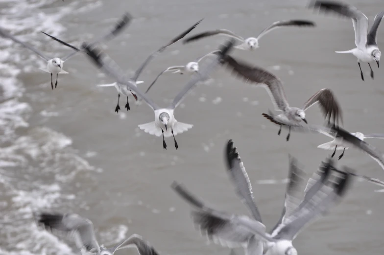 a flock of sea gulls flying over the ocean