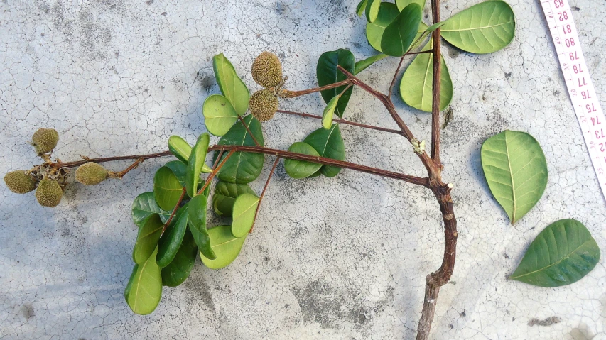 a dead and damaged nch of a tree with lots of leaves