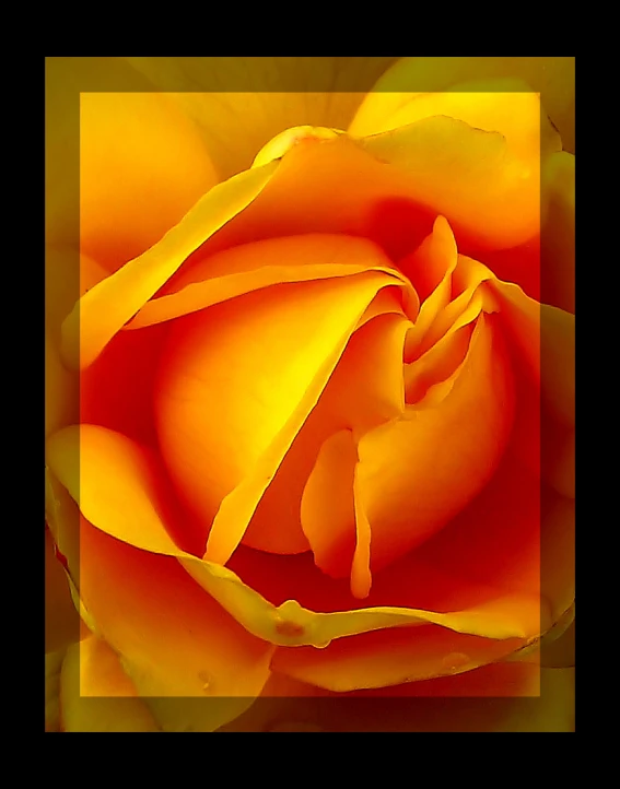 a yellow rose has its petals open with an orange frame