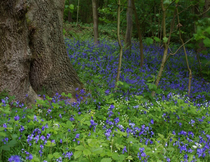 the woods has bluebells growing amongst the trees