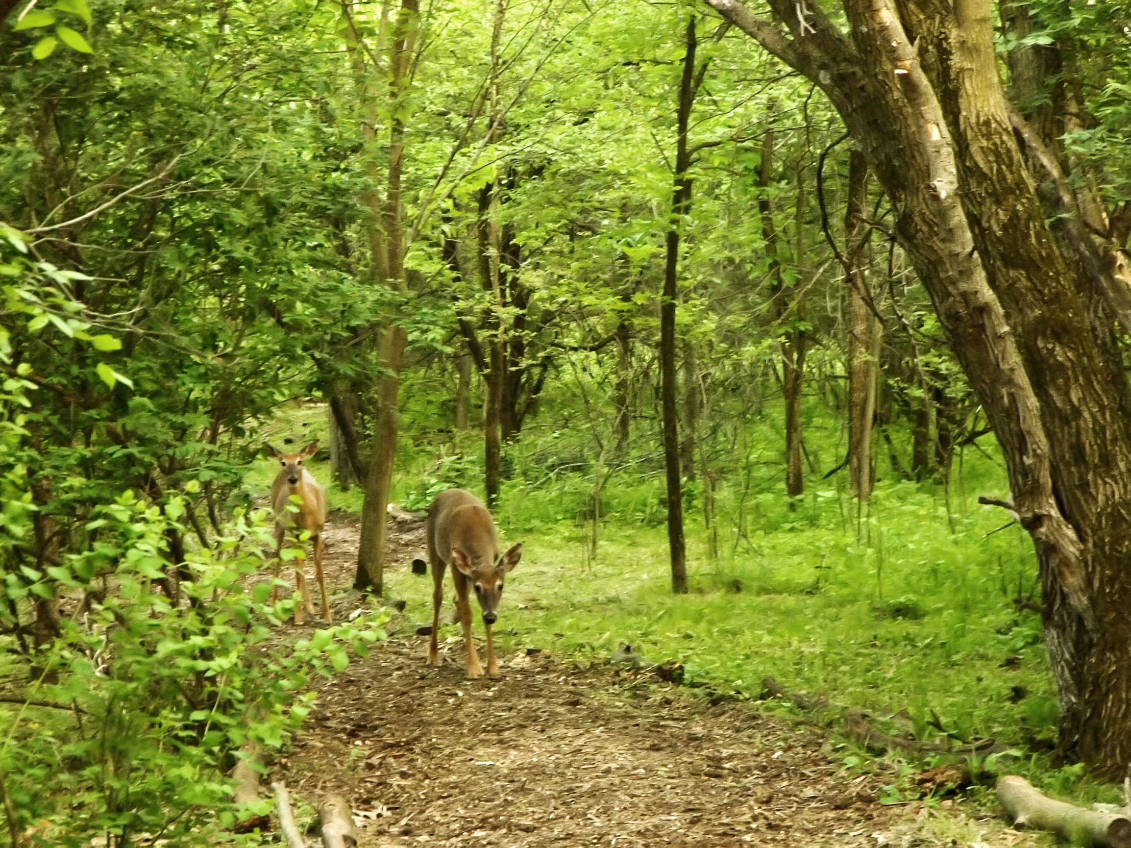 a horse and two young brown cows are walking through a forest