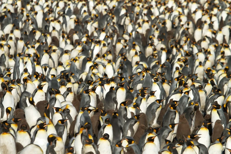 a large group of penguins standing in the sea