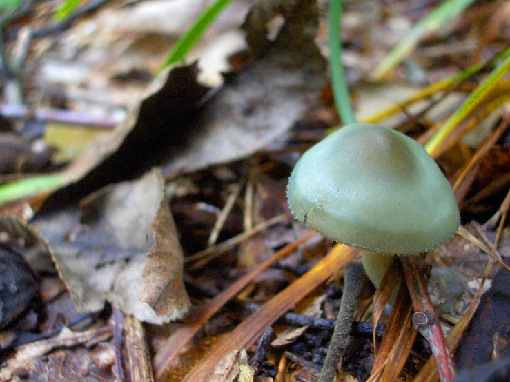 a small green mushroom sprouts through the woods