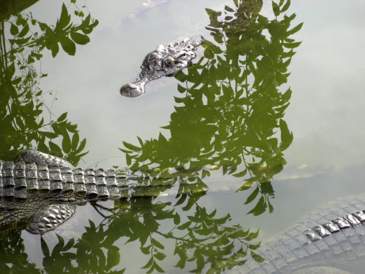 a large alligator swimming next to a pool of water