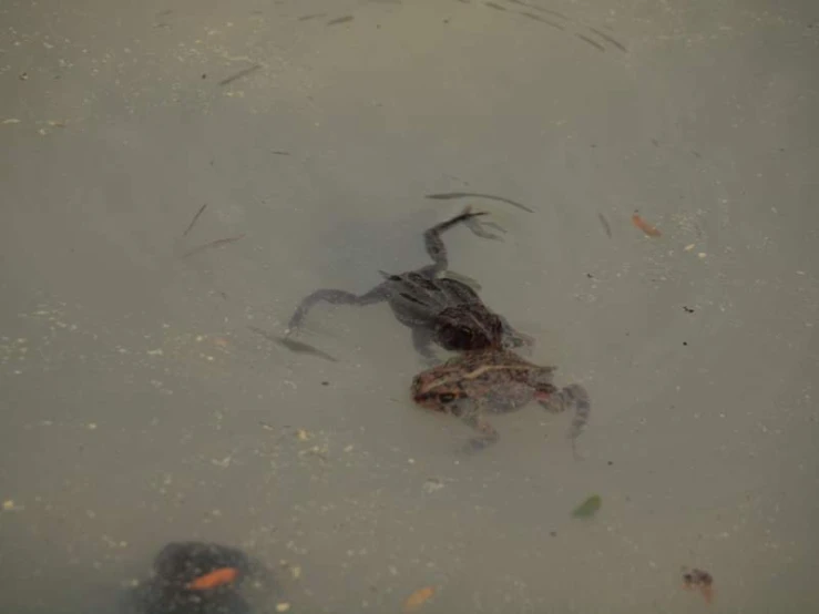 a large brown frog is swimming in some water