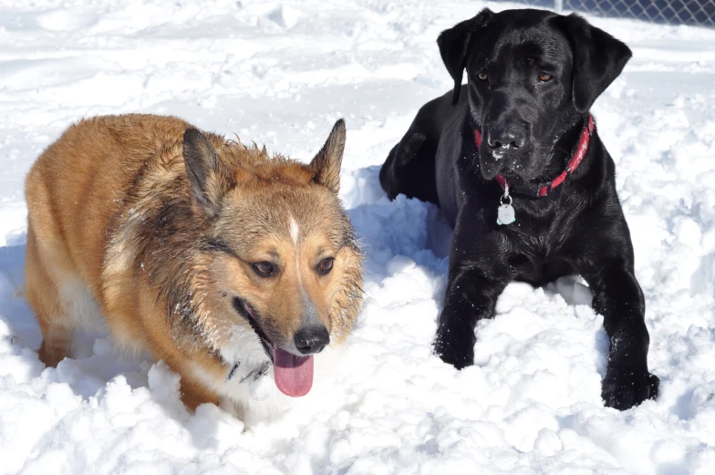 a black and tan dog and a brown black dog playing in the snow