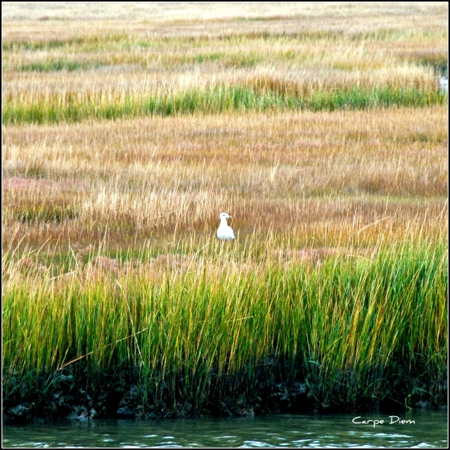 two white swans in a field of tall grass