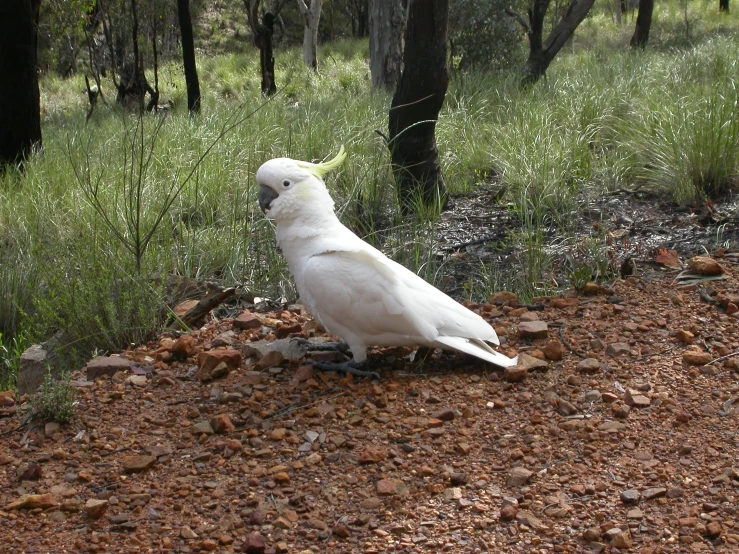 a white parrot standing on a forest floor