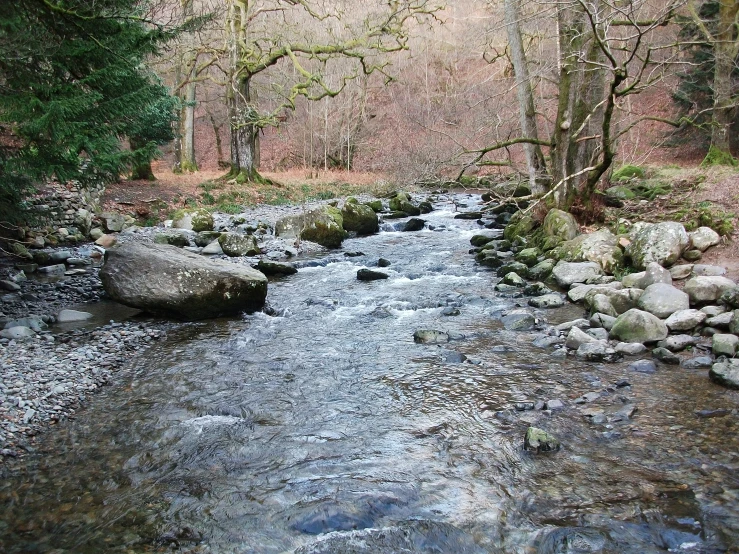 a small river flowing through a wooded area