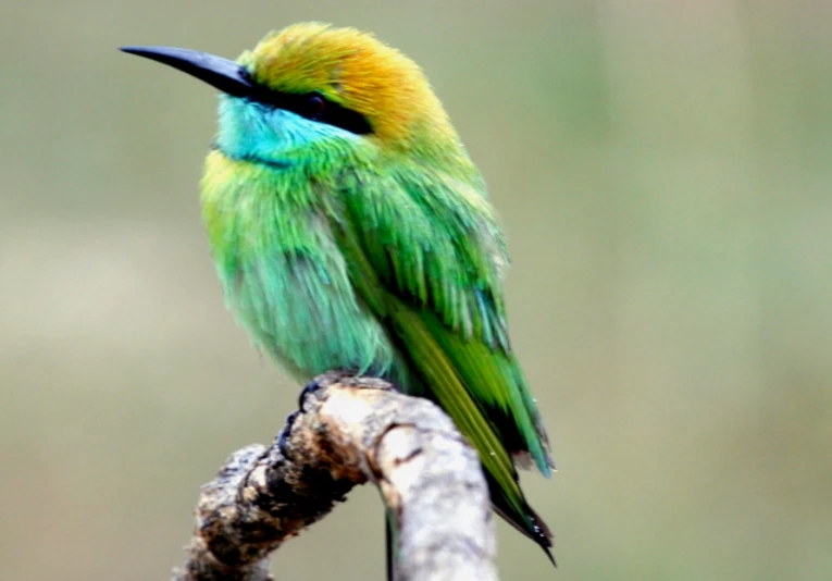 a green and yellow bird sitting on a nch