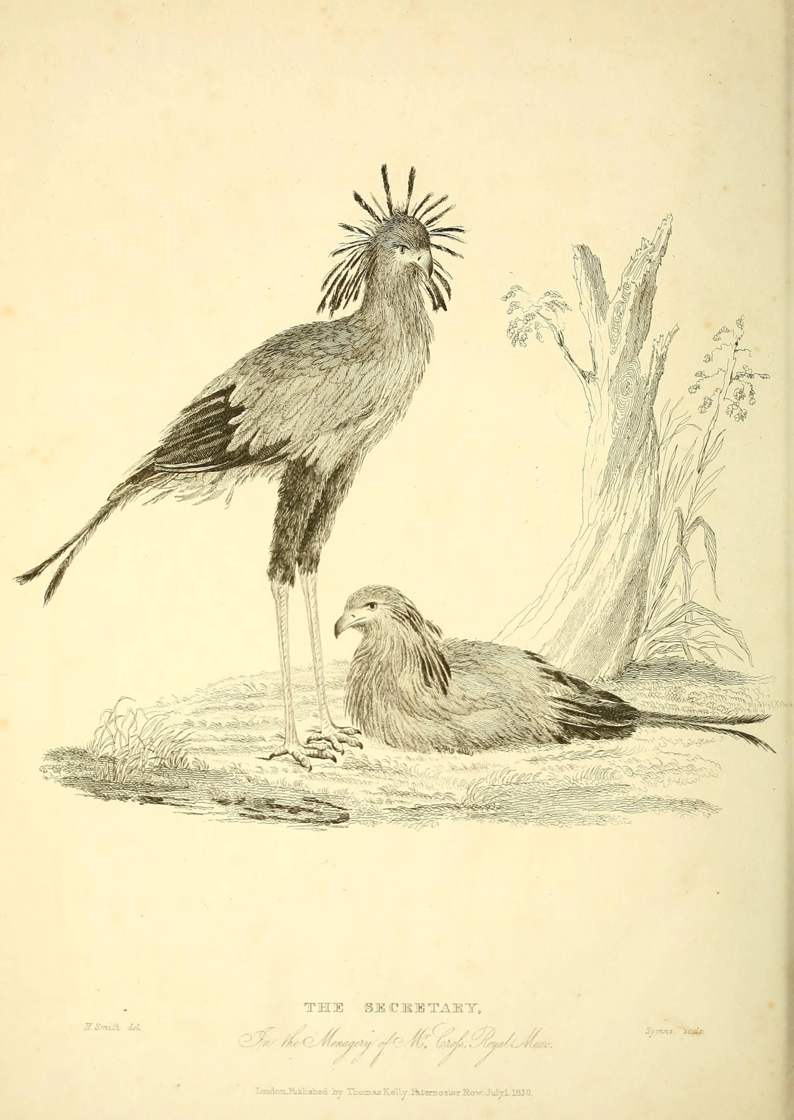 a bird and another bird with long legs, with small heads
