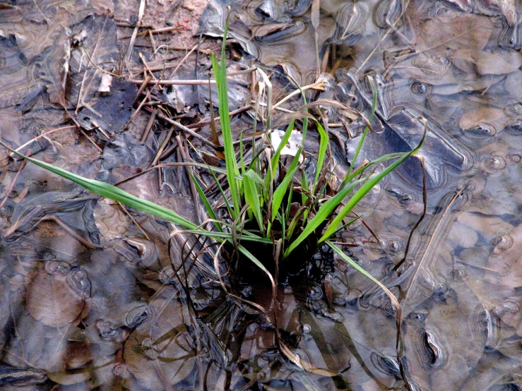 some green plants growing from a muddy area