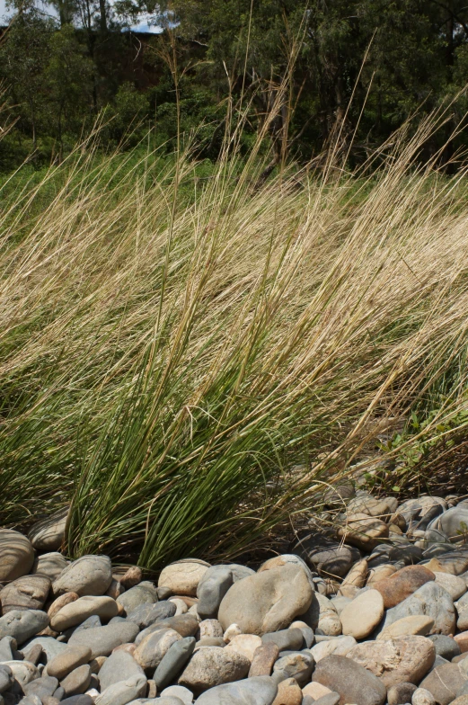 an image of a small grassy plant in the water