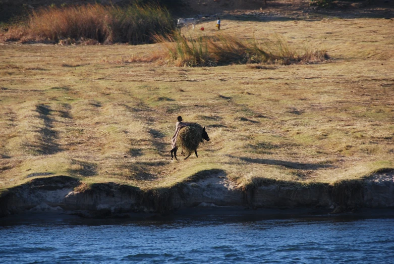 a big bird that is walking in a field